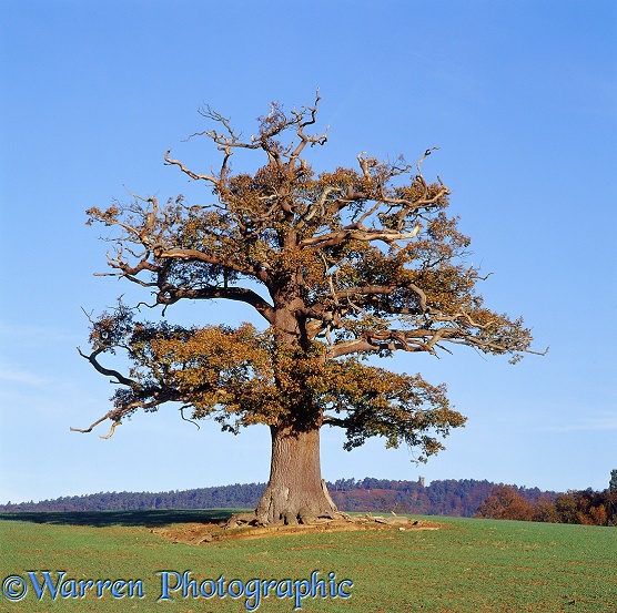 English Oak (Quercus robur) - Autumn 2005.  Surrey, England