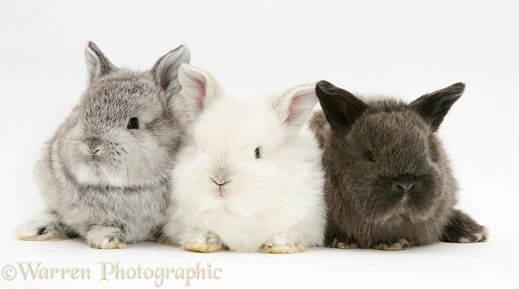 Three cute baby rabbits, white background