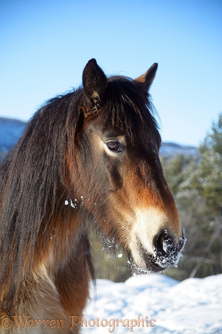 Pony with snow on its muzzle.  Norway