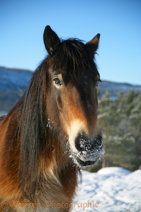 Pony with snow on its muzzle.  Norway