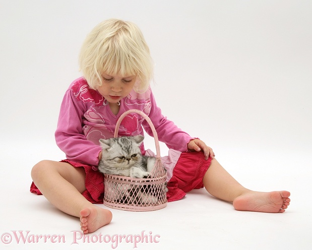Siena with silver Exotic cat in a basket, white background