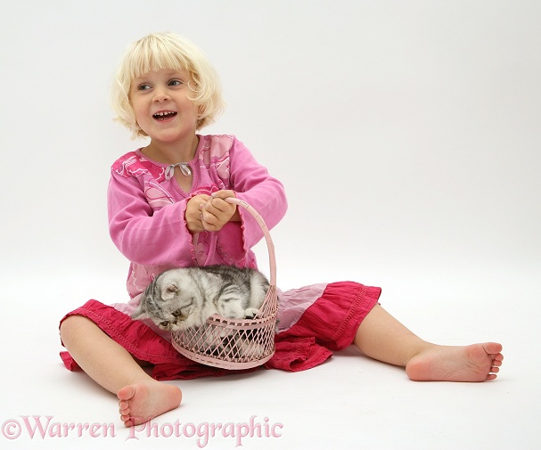 Siena with silver Exotic cat in a basket, white background