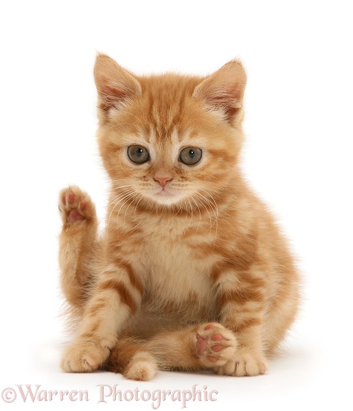British shorthair red tabby kitten sitting with hind leg raised, white background
