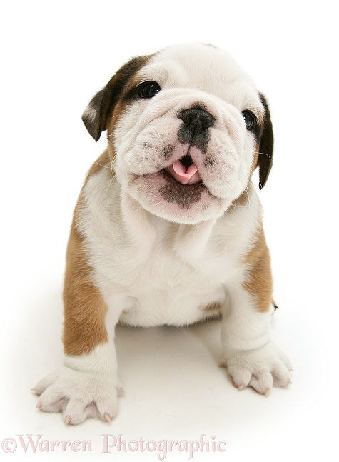 Bulldog pup looking up and sticking tongue out, white background