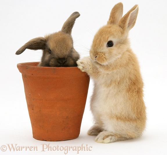 Baby rabbit in an earthenware flowerpot, white background