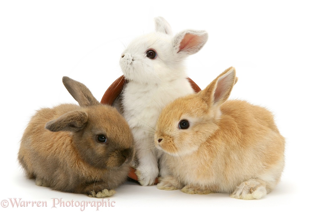 Three baby rabbits and flowerpot, white background