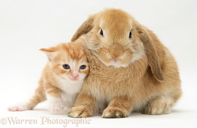 Ginger kitten and sandy rabbit, white background