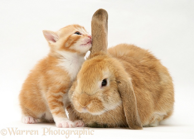 Ginger kitten sniffing ear of sandy Lop rabbit, white background