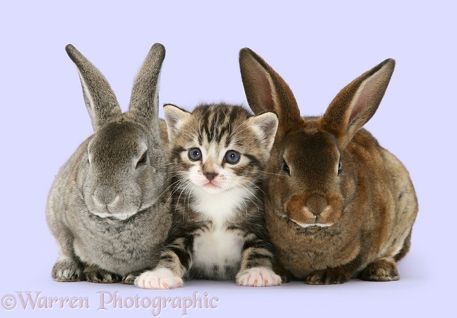 Tabby kitten and two rabbits, white background