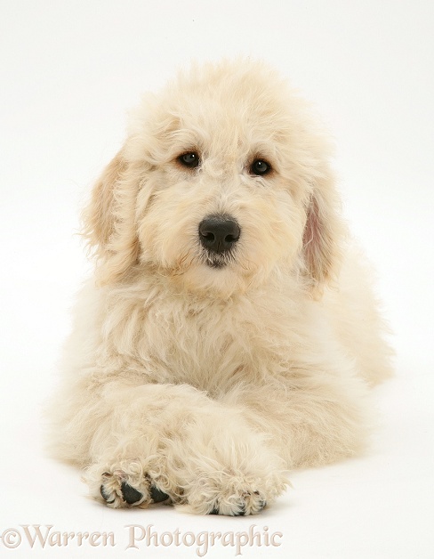 Labradoodle puppy with paws crossed, white background