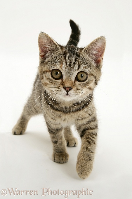 Brown spotted kitten strolling, white background