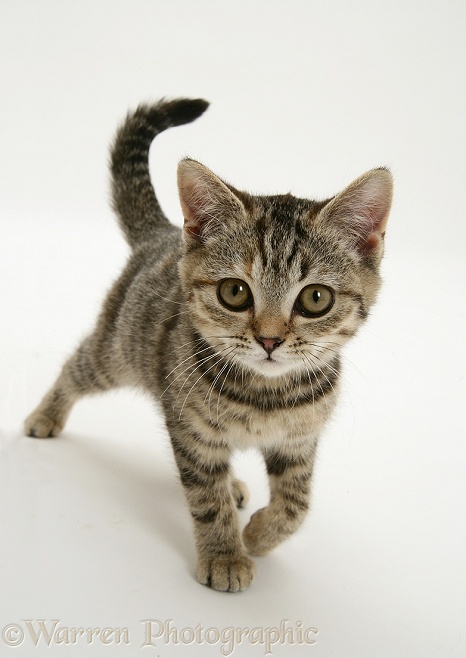 Brown spotted kitten, white background