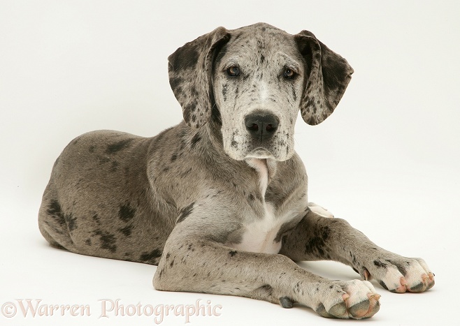 Blue Harlequin Great Dane pup Maisie lying head up, white background