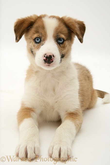 Blue-eyed sable merle Border Collie pup, Zeb, white background