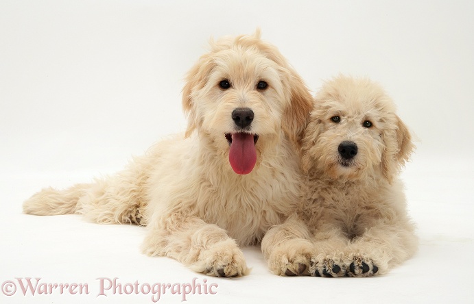 Cream Labradoodle bitch and pup, white background