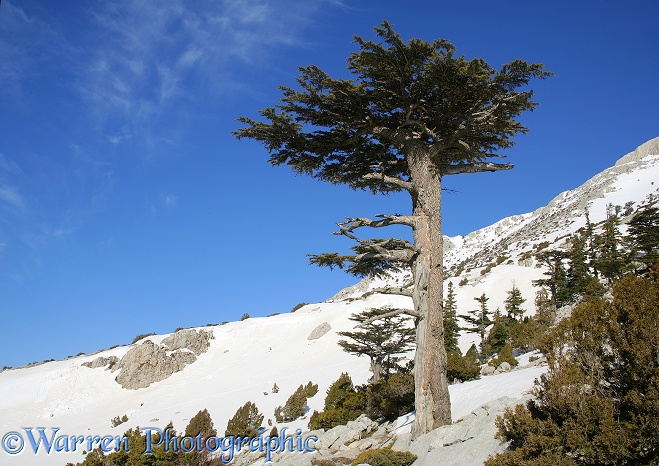 Cedar tree.  Seydisehir, Turkey