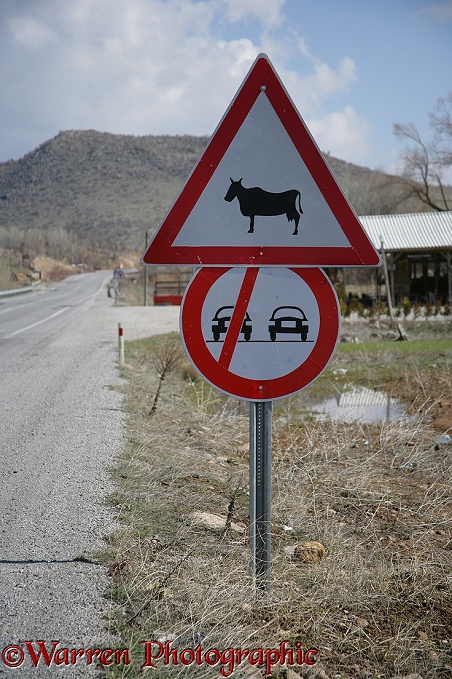 Road sign. What the Turks think a cow should look like.  Turkey