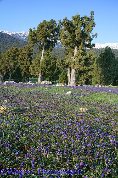 Woodland of juniper with Grape Hyacinth (Muscari armeniacum) flowers and limestone boulders.  Kizildag National Park, Turkey