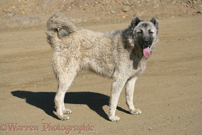 Stray dog.  Aladaglar Park, Turkey