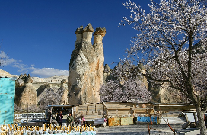 Triple headed fairy chimney and Sweet Almond blossom.  Kapadokia, Turkey