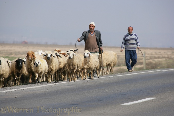 Two men walking sheep along the road.  Konya, Turkey