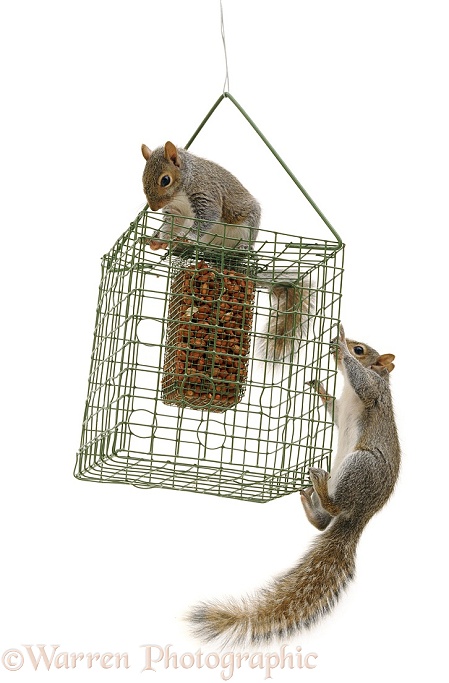 Grey Squirrels on squirrel-proof peanut holder, white background