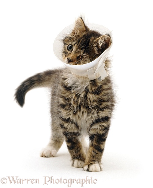 Kitten in Elizabethan collar to stop it scratching injured sutured eye, white background