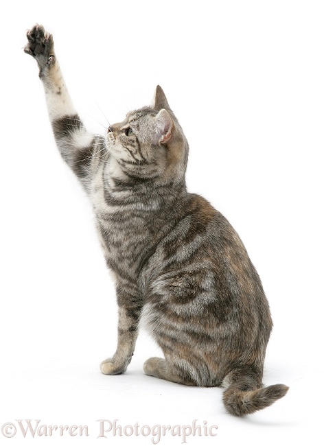 Tabby cat Cynthia with paw reaching up, white background