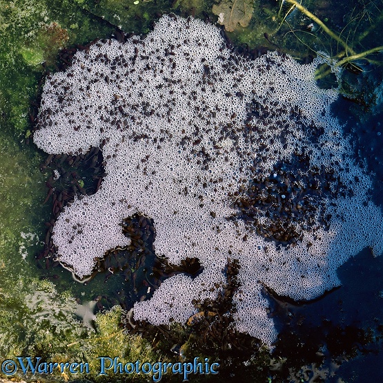 Tadpoles of Common Frog (Rana temporaria) feeding on the surface film and producing bubbles.  Europe
