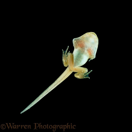 Common Frog (Rana temporaria) tadpole with fully developed limbs, the forelegs ready to burst out of opercula (one toe of the right limb is already out)