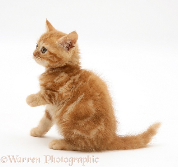 Red tabby kitten, white background