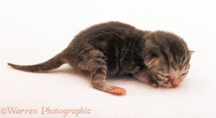 Silver tortoiseshell kitten, 2 days old, white background