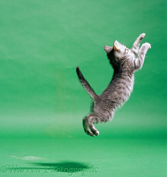 Silver spotted kitten, 9 weeks old, leaping on green background
