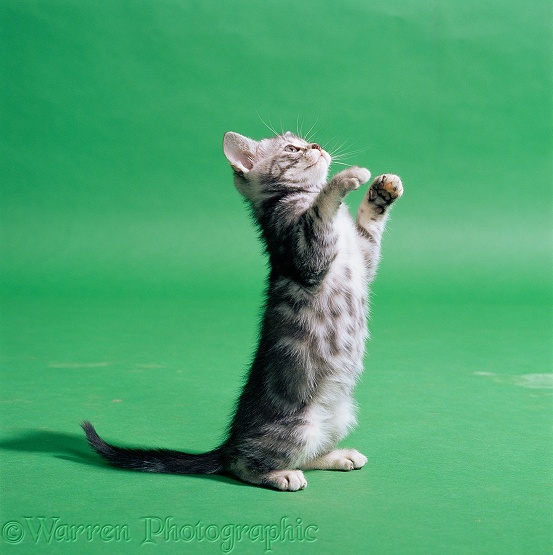 Silver tabby kitten, 9 weeks old, reaching up on green background