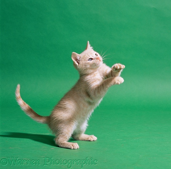 Cream-tabby kitten, 9 weeks old, reaching up on green background