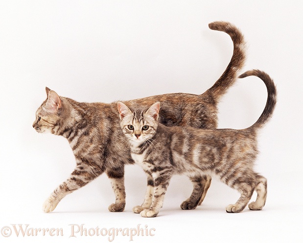 Silver tortoiseshell kitten, 18 weeks old, with her mother, white background