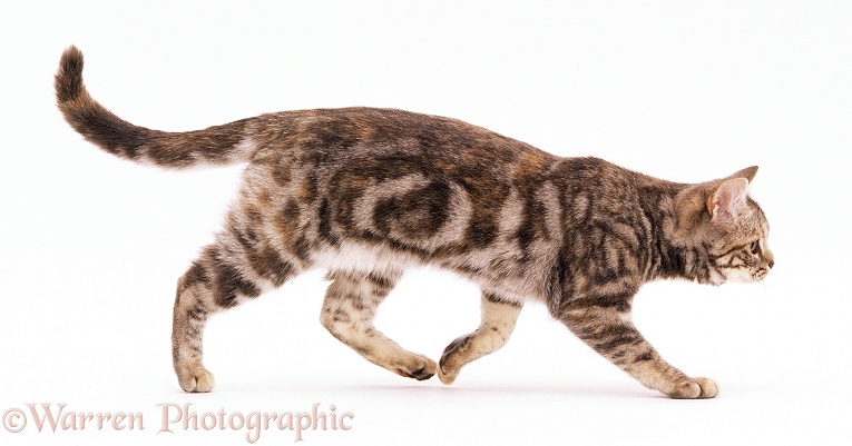 Silver tortoiseshell cat, 6 months old, white background