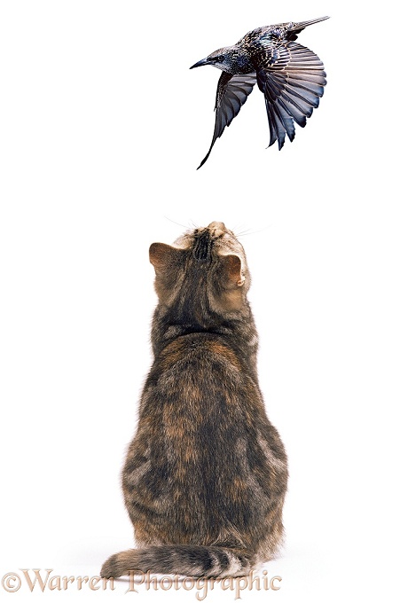Tabby cat watching a flying Starling, white background
