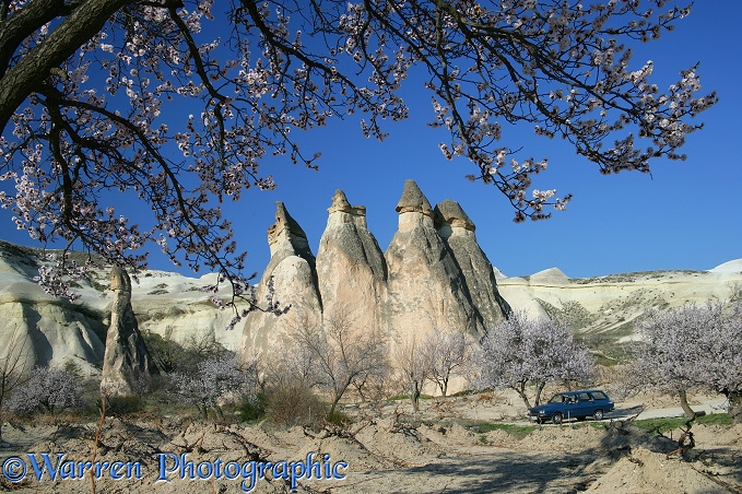 Blossom and fairy chimneys.  Kapadokia, Turkey