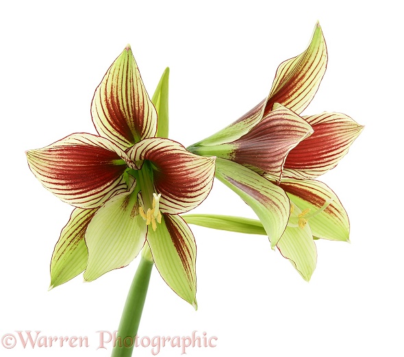 Butterfly Lily (Amaryllis papilio), white background