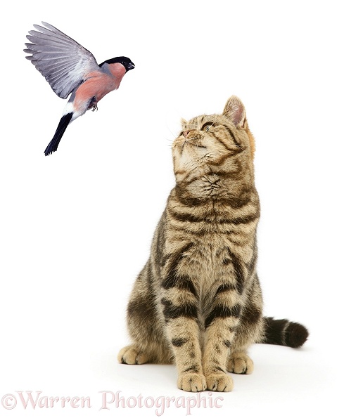 British Shorthair Brown Spotted cat, Tiger Lily, watching a flying Bullfinch (Pyrrhula pyrrhula), white background