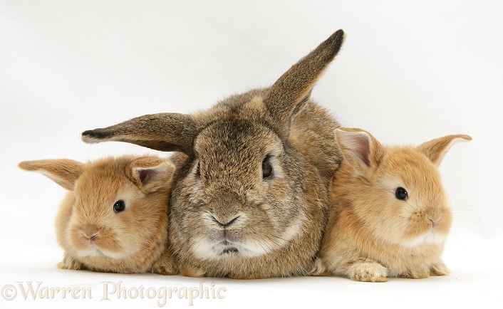 Sandy Lop rabbits, white background