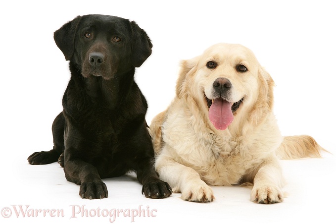 Black Labrador, Jessie, and Golden Retriever, Lola, white background