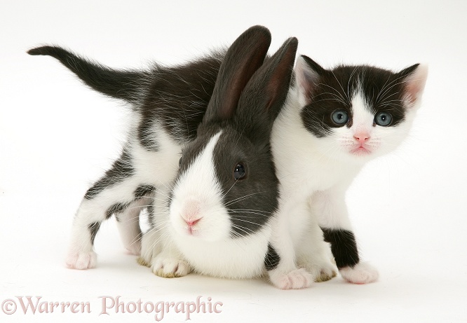 Black-and-white kitten with blue Dutch rabbit, white background