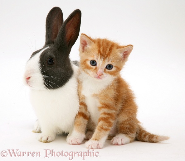 Ginger kitten with blue Dutch rabbit, white background