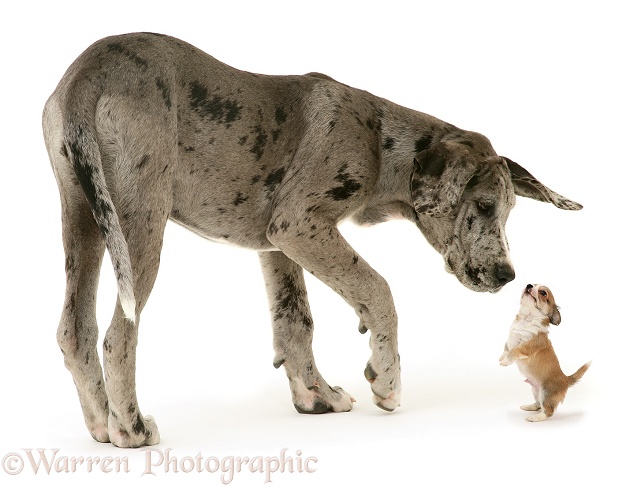 Great Dane pup, Maysie, and Chihuahua pup, white background