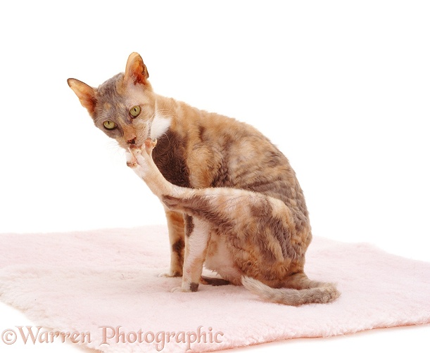 Tortoiseshell Rex cat chewing its toe, white background