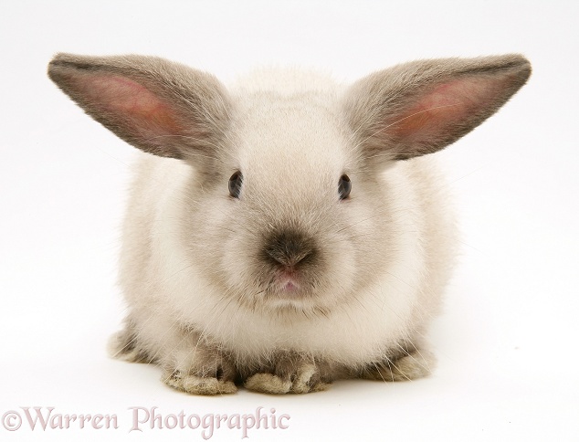 Colourpoint baby Lop rabbit, white background