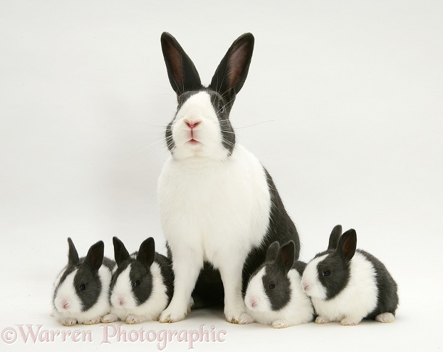 Blue Dutch rabbit with four of his babies, 3 weeks old, white background