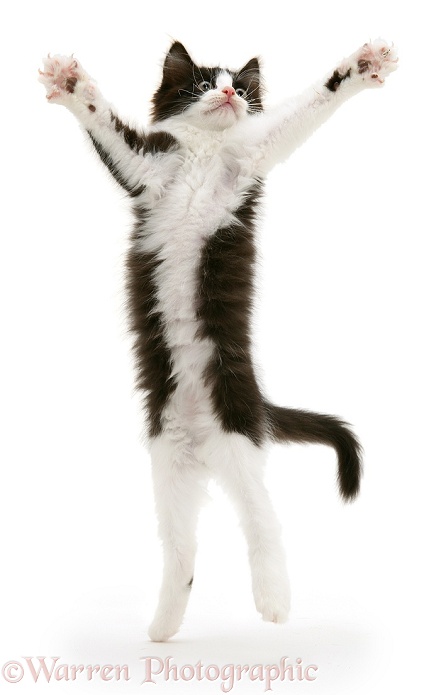 Black-and-white kitten, Felix, leaping and reaching out, white background